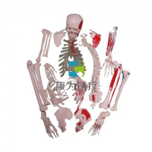 “康为医疗”全身骨骼附肌肉起止点散骨模型
