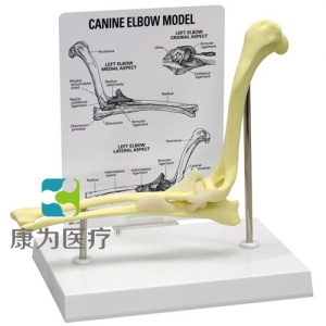 “康为医疗”医患关系沟通模型-正常肘关节模型 （医学指导模型）