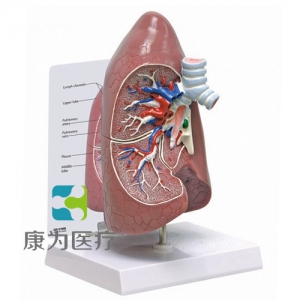 “康为医疗”医患关系沟通模型-正常肺解剖模型 （医学指导模型）