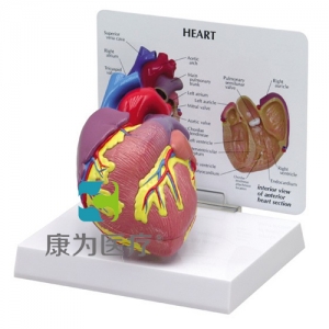“康为医疗”医患关系沟通模型-正常心脏模型 （医学指导模型）