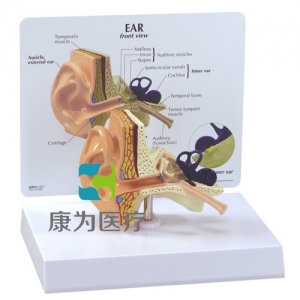 “康为医疗”医患关系沟通模型-正常耳模型 （医学指导模型）