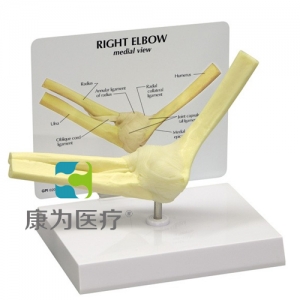 “康为医疗”医患关系沟通模型-正常肘关节模型 （医学指导模型）