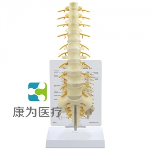 “康为医疗”医患关系沟通模型-骶骨带脊髓和脊神经模型 （医学指导模型）