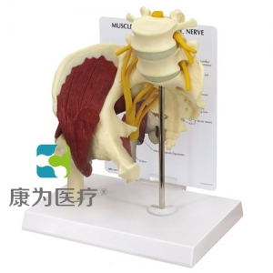 “康为医疗”医患关系沟通模型-带骶骨的髋关节附肌肉模型 （医学指导模型）