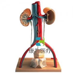 男性泌尿系统活动架模型