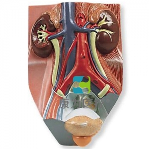 男性泌尿系统模型，实物的0.75倍