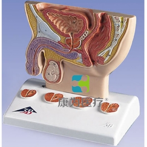 前列腺模型，实物1/2
