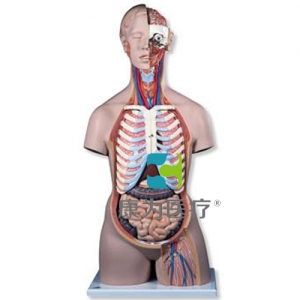 经典无性躯干模型，后背开放，21部分