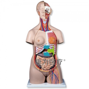 豪华型两性躯干模型，24部分