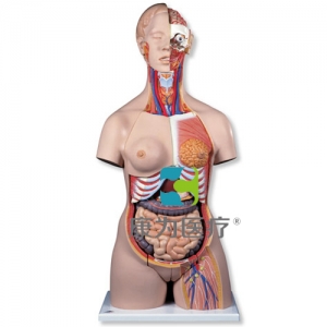女性豪华型躯干模型，带头部，20部分