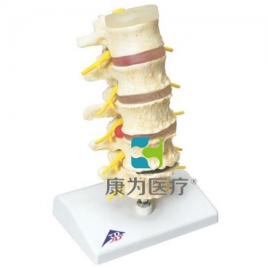 椎间盘脱垂及脊椎退行性变模型