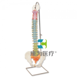 教学用活动脊柱模型