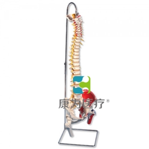带股骨头和着色肌肉的豪华型活动脊柱模型