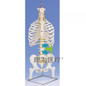 带肋骨和股骨头的经典灵活脊柱模型