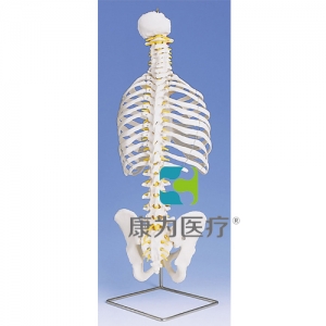 带肋骨经典活动脊柱模型