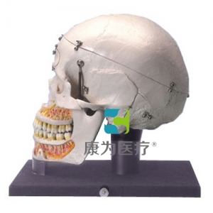豪华型教学演示颅模型，带有透明罩