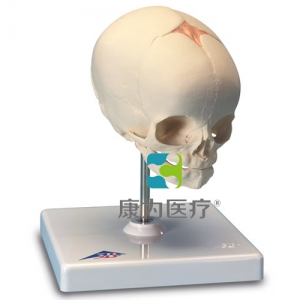 胎儿颅模型，置于基架