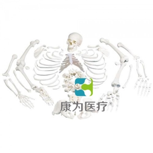 未组装的全骨骼，带三部分头骨