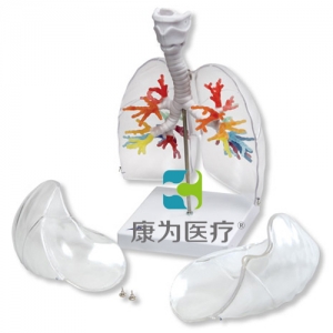 CT支气管带咽喉和透明肺叶