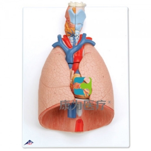 带咽喉肺模型，7部分