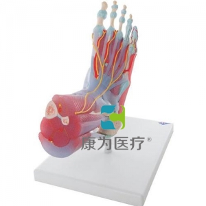 配置韧带与肌肉的足部骨骼模型