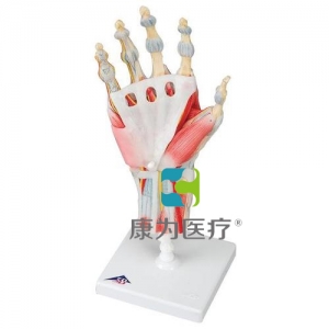 配置韧带与肌肉结构的手骨胳模型