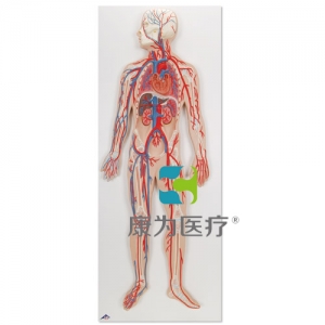 血液循环系统模型