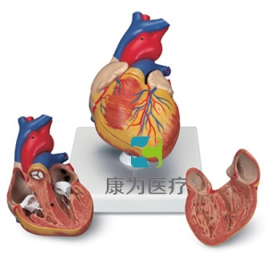 心脏模型，2 部分