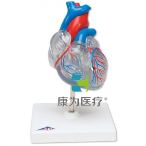 经典心脏与心传导系统模型，2 部分