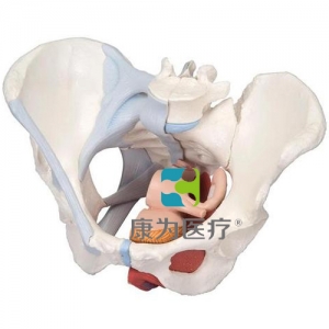 女性骨盆模型（配置韧带组件，穿通盆底肌群及器官的正中矢状切面），4分体