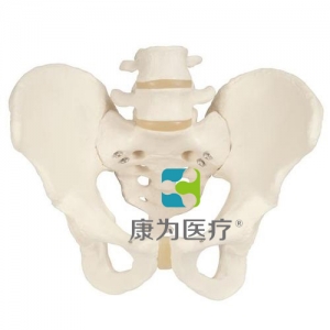 男性骨盆骨骼模型