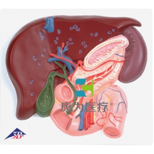 肝脏带胆囊、胰和十二指肠模型