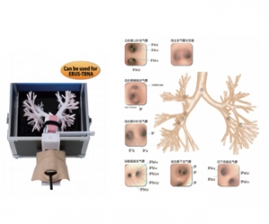 进口超声波支气管镜模型，超声波支气管镜训练模型