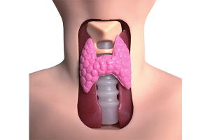 穿戴式甲状腺检查模型