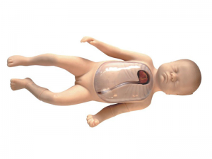 新生儿外周中心静脉插管操作模型（PICC)