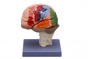 大脑模型（16部分）