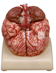 大脑及动脉模型
