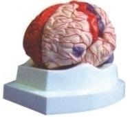 脑及脑动脉和大脑皮质功能定位模型