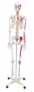 人体骨骼半边肌肉着色模型