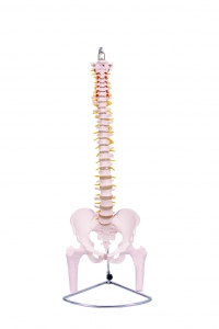 带女性骨盆和股骨的脊柱模型