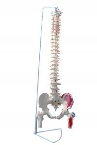 带股骨头和着色肌肉的脊柱模型