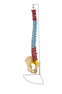 脊椎带骨盆着色示教模型