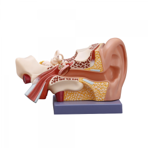 耳部模型