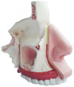 鼻腔解剖示教模型