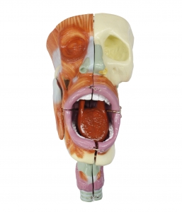 鼻口咽喉腔模型