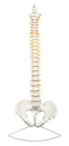 脊椎带骨盆示教模型