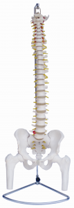 脊椎带骨盆示教模型（不可弯曲）