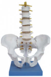 骨盆带五节腰椎示教模型