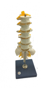 腰椎带尾椎骨示教模型