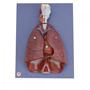 心、肺、膈肌及喉部模型